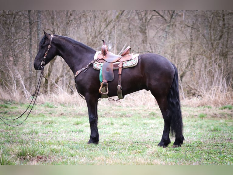 Friesen Wallach 4 Jahre 165 cm Rappe in Flemmingsburg KY