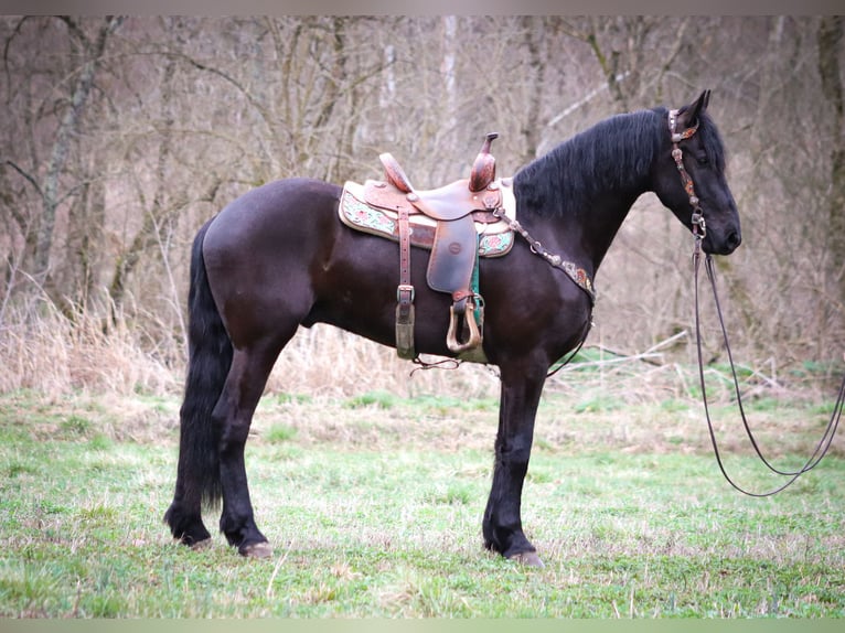 Friesen Wallach 4 Jahre 165 cm Rappe in Flemmingsburg KY