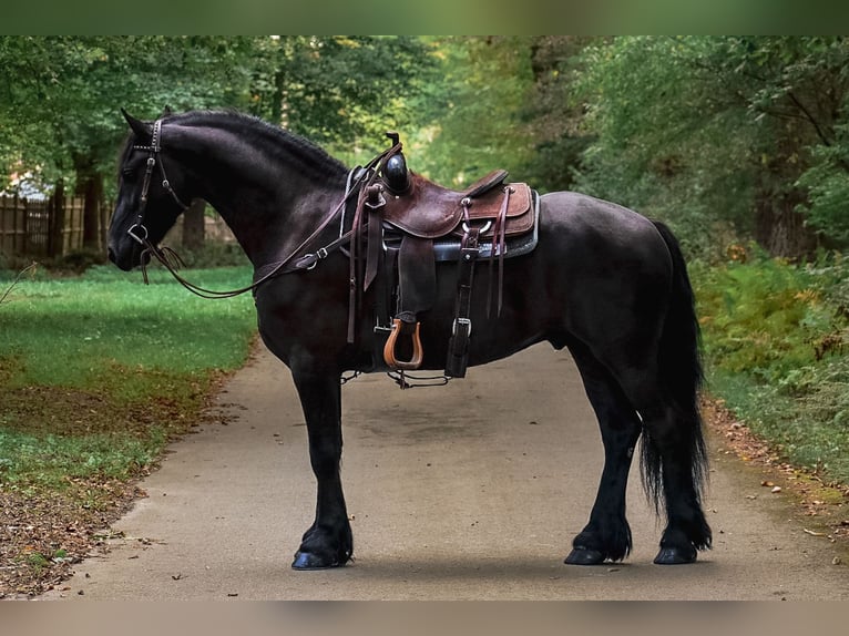Friesen Wallach 4 Jahre 168 cm Rappe in Rochester