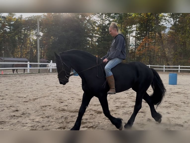 Friesen Wallach 4 Jahre 168 cm Rappe in Rochester