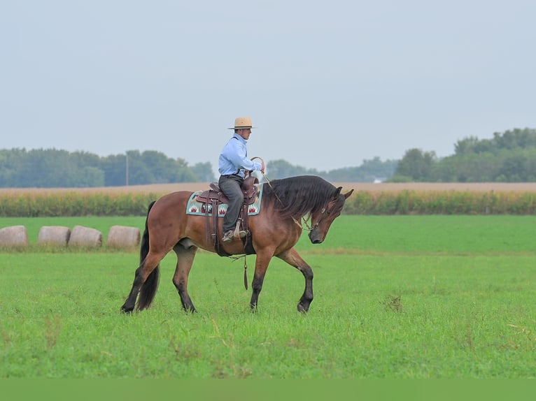 Friesen Wallach 4 Jahre 168 cm Rotbrauner in Fairbank