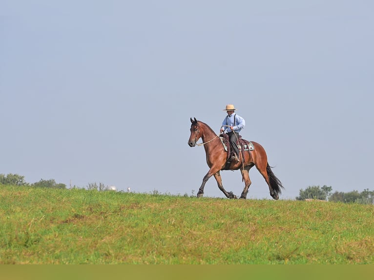 Friesen Wallach 4 Jahre 168 cm Rotbrauner in Fairbank