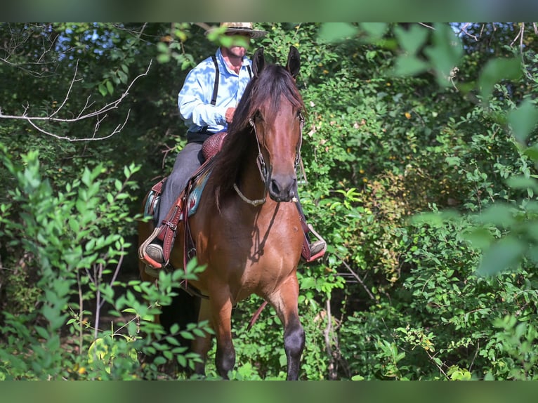 Friesen Wallach 4 Jahre 168 cm Rotbrauner in Fairbank