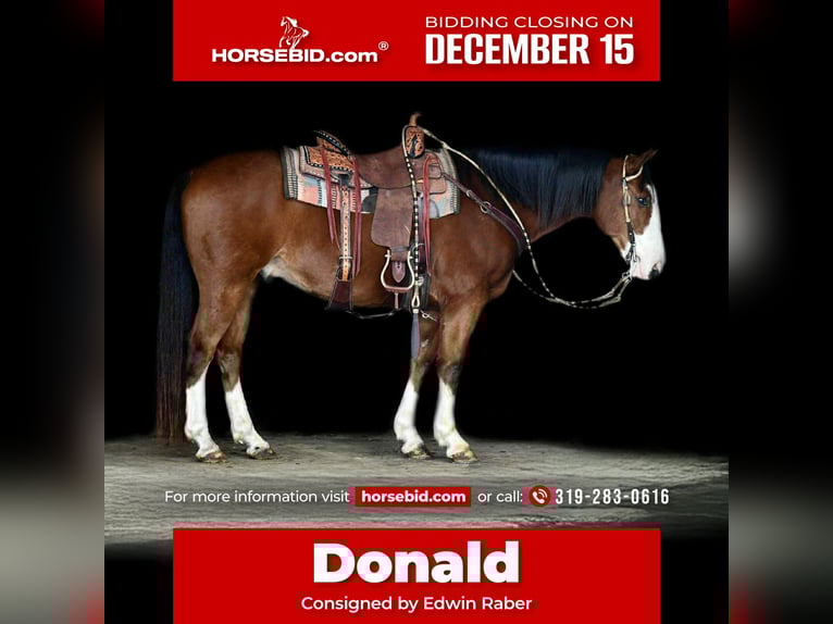 Friesen Wallach 4 Jahre 168 cm Rotbrauner in Fairbank