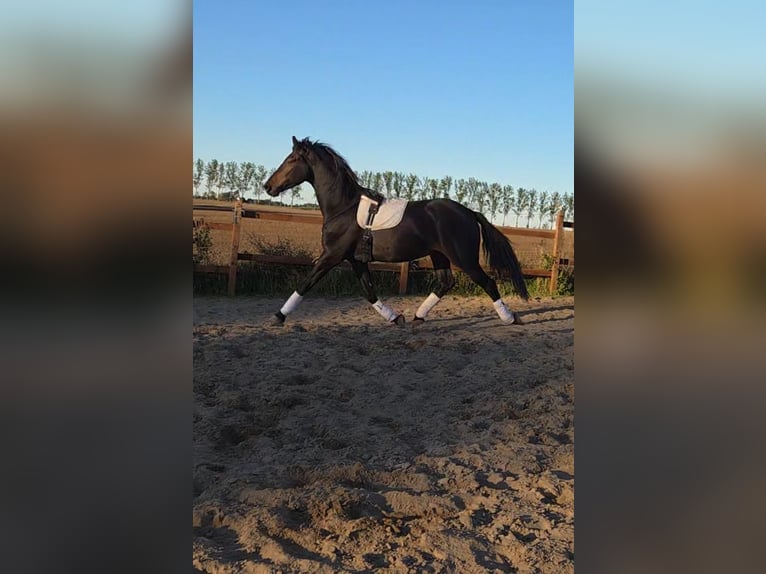 Friesen Mix Wallach 4 Jahre 168 cm Schwarzbrauner in Brüssow