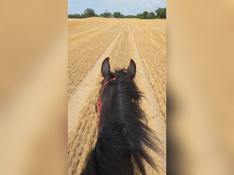 Friesen Mix Wallach 4 Jahre 168 cm Schwarzbrauner in Brüssow