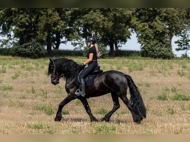 Friesen Wallach 4 Jahre 170 cm Rappe in Poznań