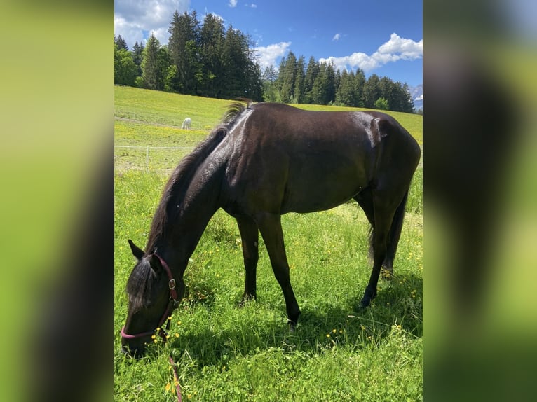 Friesen Mix Wallach 4 Jahre 170 cm Rappe in Kitzb&#xFC;hel