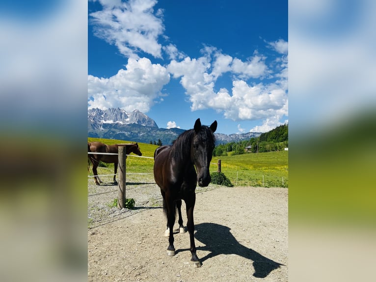 Friesen Mix Wallach 4 Jahre 170 cm Rappe in Kitzb&#xFC;hel