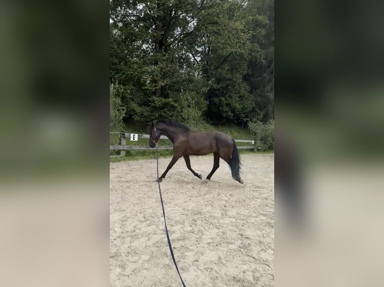 Friesen Mix Wallach 4 Jahre 170 cm Rappe in Kitzb&#xFC;hel
