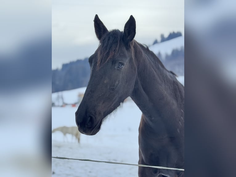 Friesen Mix Wallach 4 Jahre 170 cm Rappe in Kitzb&#xFC;hel