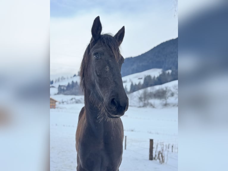 Friesen Mix Wallach 4 Jahre 170 cm Rappe in Kitzb&#xFC;hel