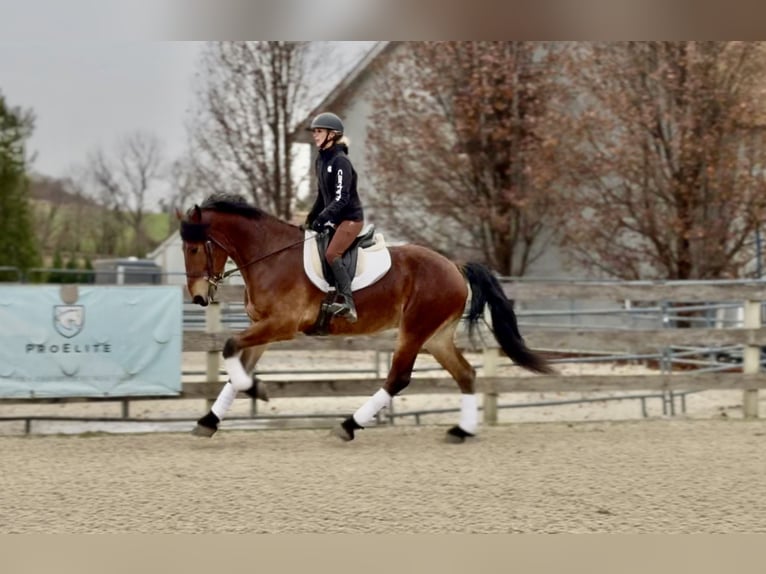 Friesen Mix Wallach 4 Jahre 170 cm Rotbrauner in Gap