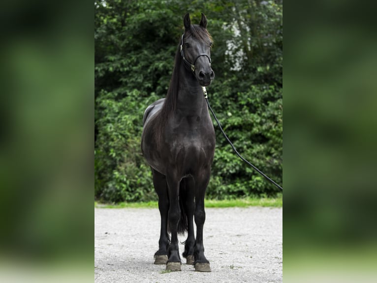 Friesen Wallach 4 Jahre 172 cm Rappe in Anna Paulowna