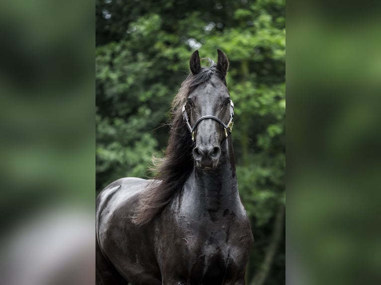 Friesen Wallach 4 Jahre 172 cm Rappe in Anna Paulowna