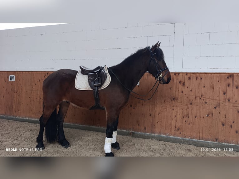 Friesen Mix Wallach 4 Jahre 175 cm Brauner in Polenz