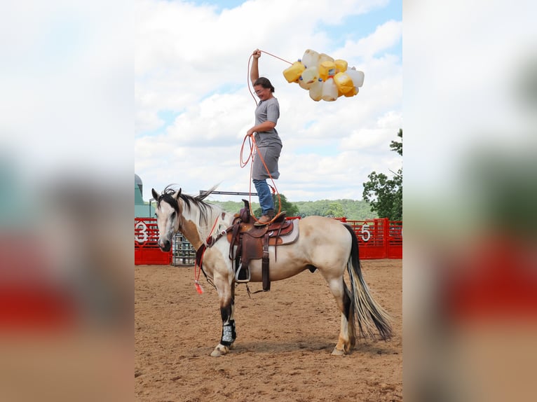Friesen Mix Wallach 4 Jahre Buckskin in Millersburg