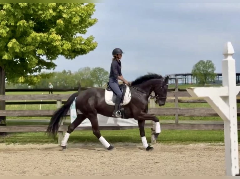 Friesen Mix Wallach 4 Jahre Rappe in Gap