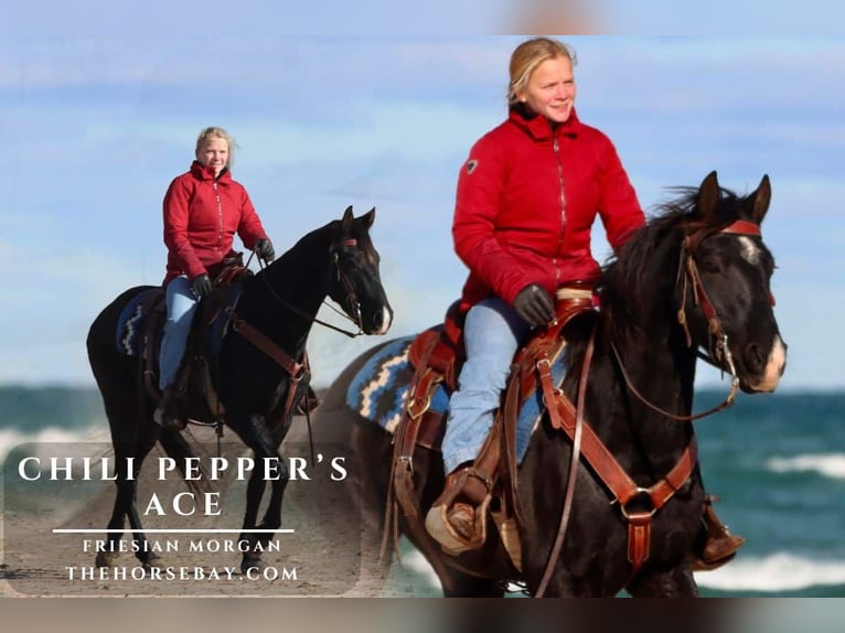 Friesen Wallach 4 Jahre Rappe in Hesperia, MI