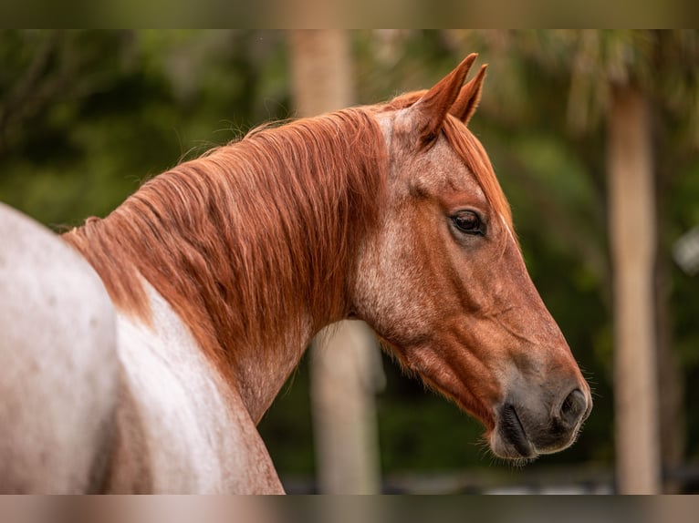 Friesen Mix Wallach 4 Jahre Roan-Red in Ocala