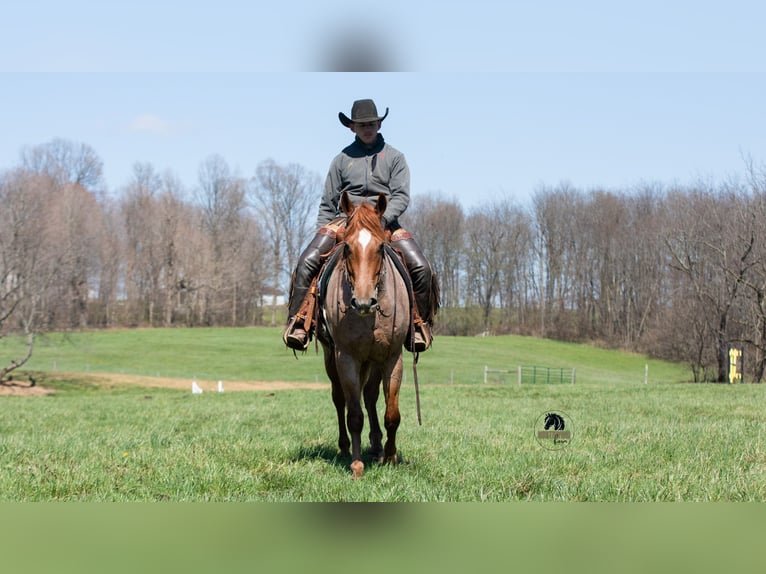 Friesen Mix Wallach 4 Jahre Roan-Red in Fredericksburg, OH