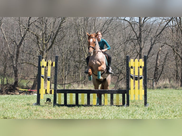 Friesen Mix Wallach 4 Jahre Roan-Red in Fredericksburg, OH