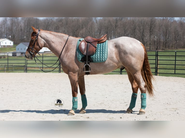 Friesen Mix Wallach 4 Jahre Roan-Red in Fredericksburg, OH