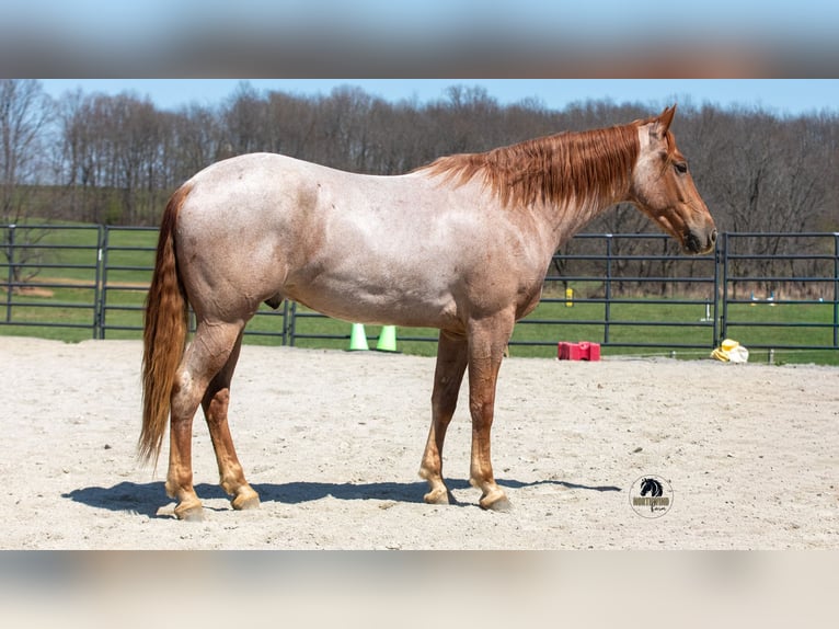 Friesen Mix Wallach 4 Jahre Roan-Red in Fredericksburg, OH