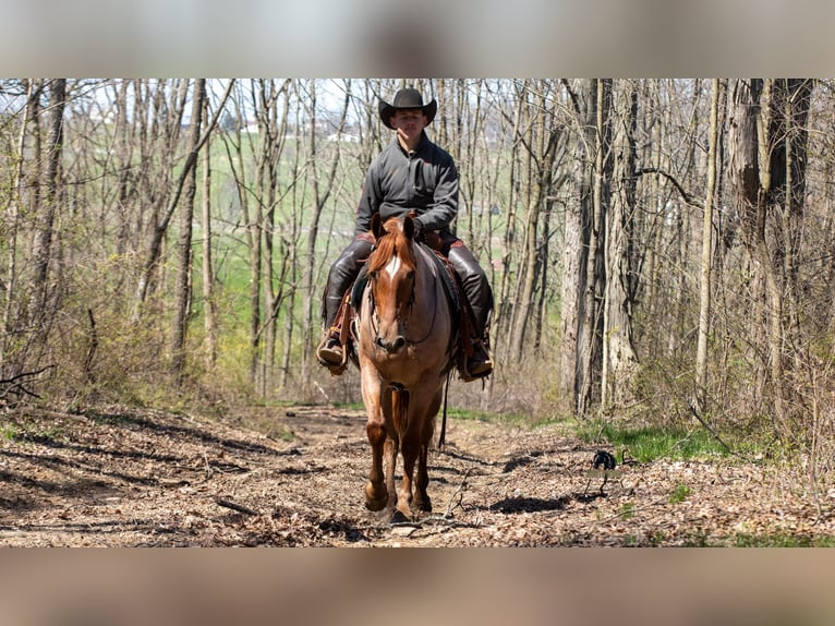 Friesen Mix Wallach 4 Jahre Roan-Red in Fredericksburg, OH