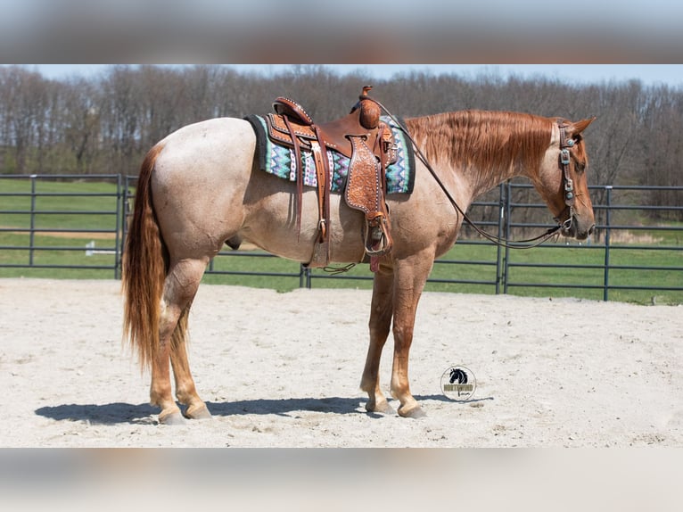 Friesen Mix Wallach 4 Jahre Roan-Red in Fredericksburg, OH