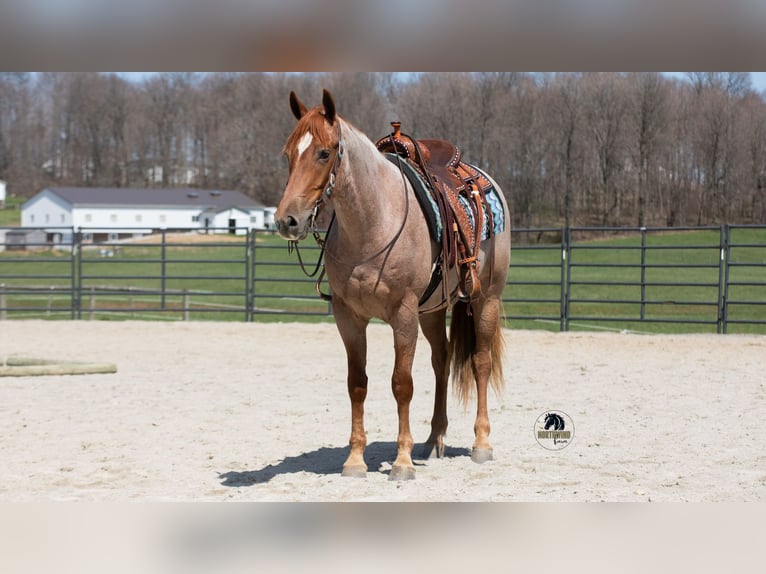 Friesen Mix Wallach 4 Jahre Roan-Red in Fredericksburg, OH