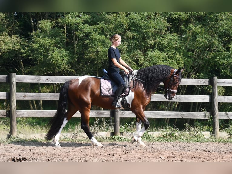 Friesen Mix Wallach 4 Jahre Schecke in Strasburg