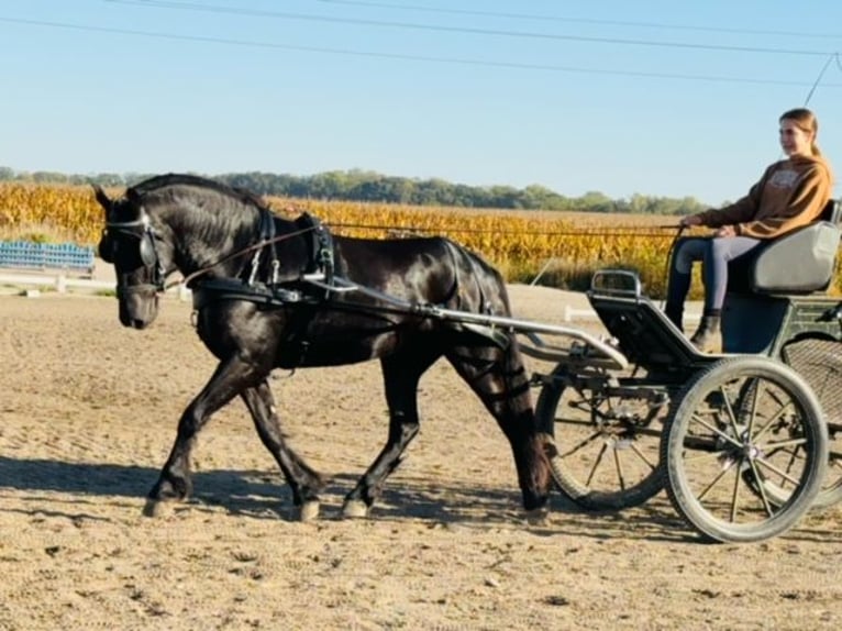 Friesen Mix Wallach 5 Jahre 150 cm Rappe in Cambridge, IA