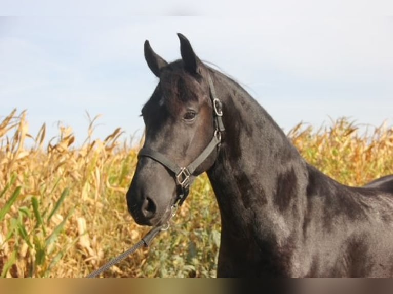 Friesen Mix Wallach 5 Jahre 150 cm Rappe in Cambridge, IA