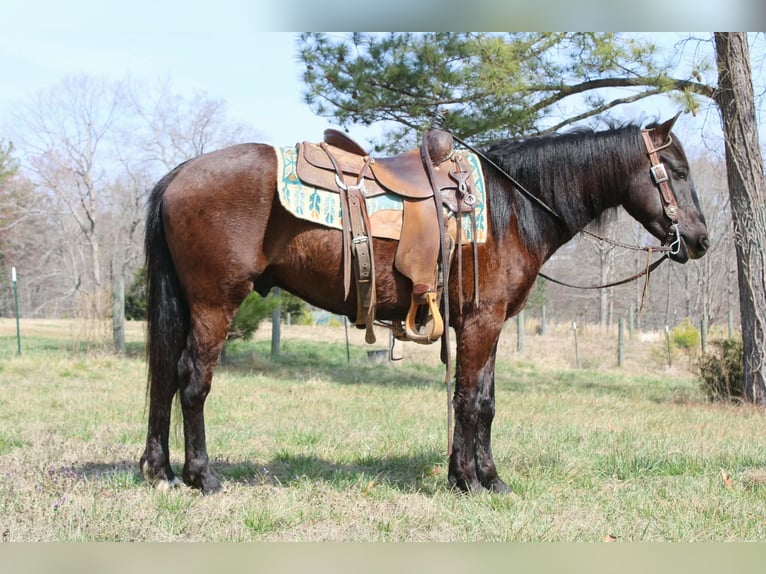 Friesen Wallach 5 Jahre 150 cm Rotbrauner in Cherryville