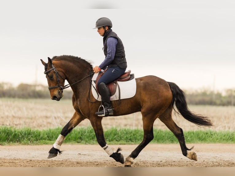 Friesen Wallach 5 Jahre 150 cm Rotbrauner in Ames, IA