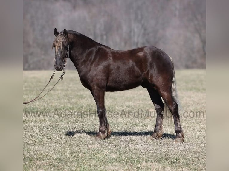 Friesen Wallach 5 Jahre 152 cm Brauner in Mount Vernon