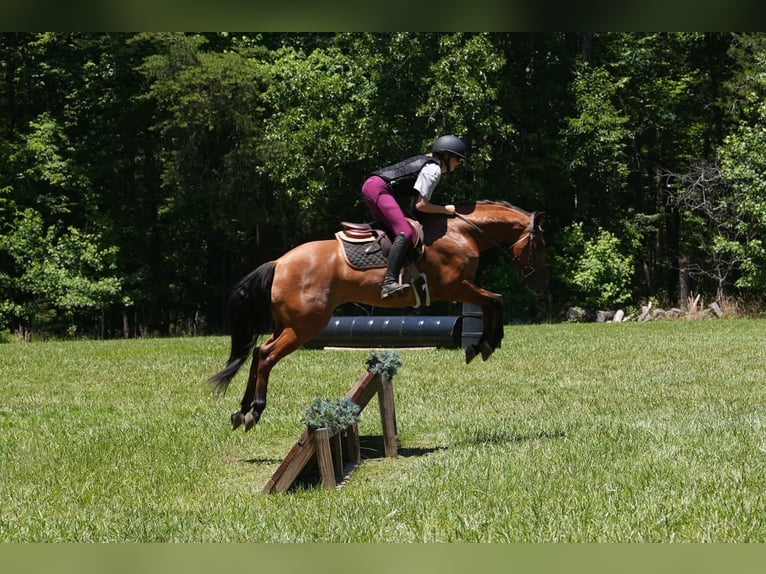 Friesen Mix Wallach 5 Jahre 152 cm Buckskin in Clover