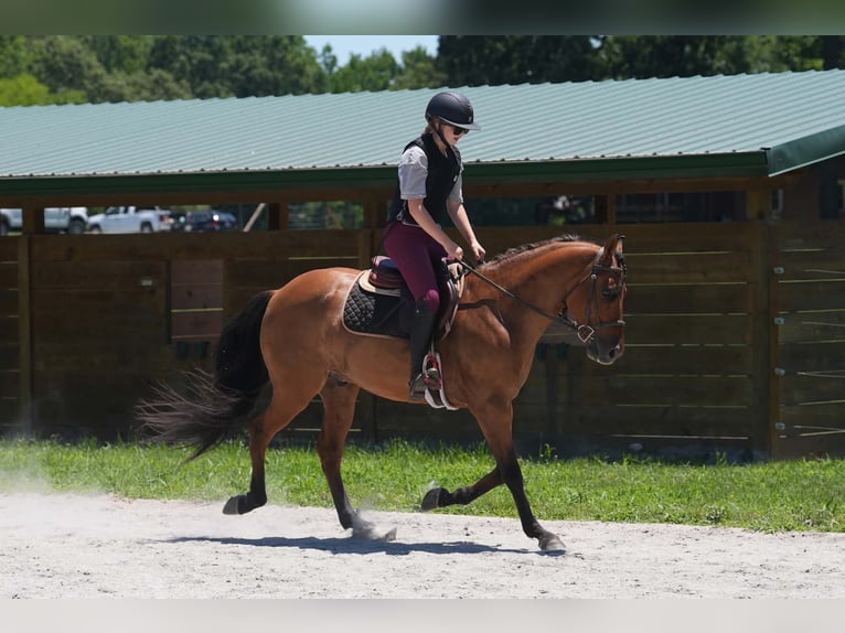 Friesen Mix Wallach 5 Jahre 152 cm Buckskin in Clover