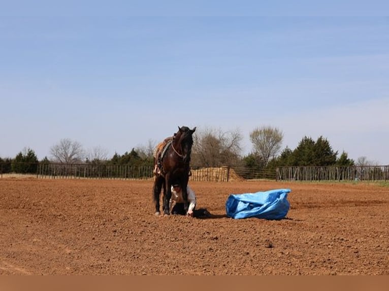 Friesen Mix Wallach 5 Jahre 152 cm Rappe in Ripley