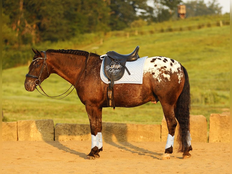 Friesen Mix Wallach 5 Jahre 152 cm Rappe in Millersburg