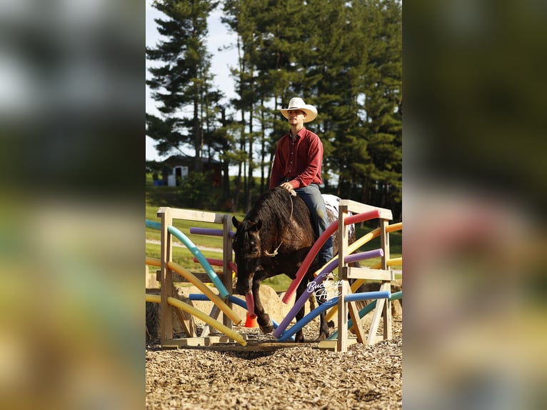 Friesen Mix Wallach 5 Jahre 152 cm Rappe in Millersburg