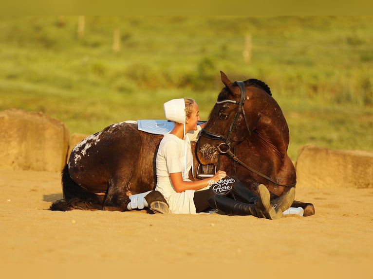 Friesen Mix Wallach 5 Jahre 152 cm Rappe in Millersburg