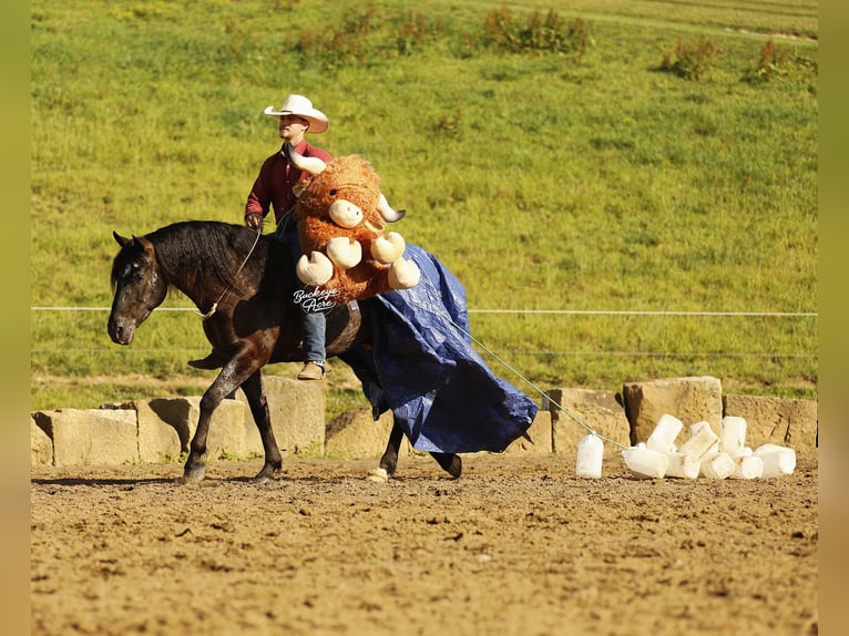Friesen Mix Wallach 5 Jahre 152 cm Rappe in Millersburg
