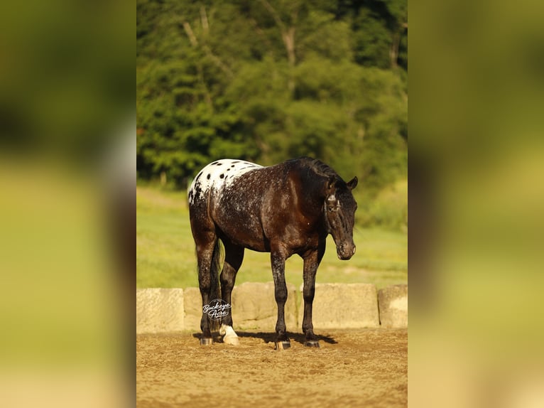 Friesen Mix Wallach 5 Jahre 152 cm Rappe in Millersburg