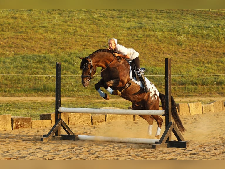 Friesen Mix Wallach 5 Jahre 152 cm Rappe in Millersburg