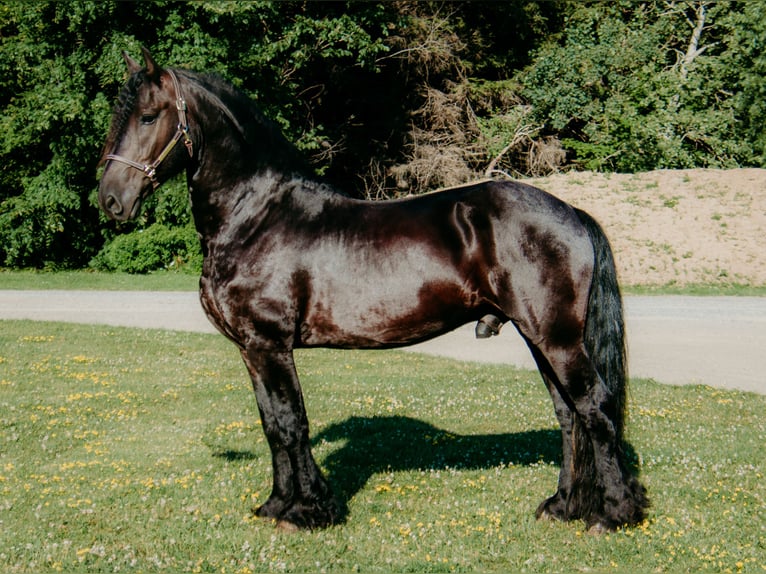 Friesen Mix Wallach 5 Jahre 152 cm Rappe in Warsaw Friesen Mix Wallach 5 Jahre 152 cm Rappe in Warsaw