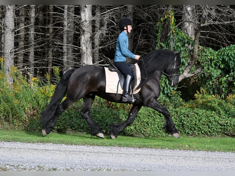 Friesen Mix Wallach 5 Jahre 152 cm Rappe in Warsaw Friesen Mix Wallach 5 Jahre 152 cm Rappe in Warsaw