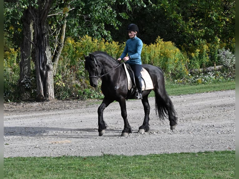 Friesen Mix Wallach 5 Jahre 152 cm Rappe in Warsaw Friesen Mix Wallach 5 Jahre 152 cm Rappe in Warsaw