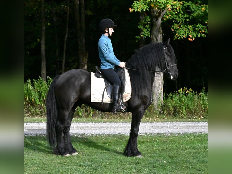 Friesen Mix Wallach 5 Jahre 152 cm Rappe in Warsaw Friesen Mix Wallach 5 Jahre 152 cm Rappe in Warsaw